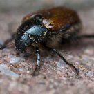 may bug